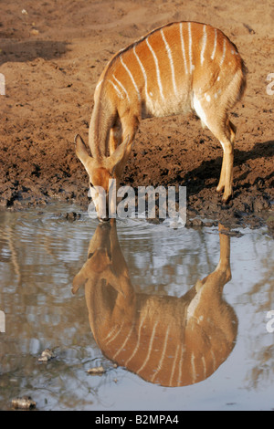 Female Nyala Tragelaphus angasii Mkuzi National Park NP South Africa Stock Photo