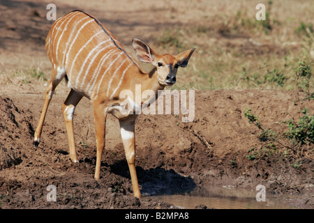 Female Nyala Flachlandnyala Tieflandnyala Tragelaphus angasii Mkuzi NP south africa suedafrika Stock Photo