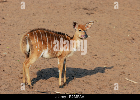 Female Nyala Flachlandnyala Tieflandnyala Tragelaphus angasii Mkuzi NP south africa suedafrika Stock Photo