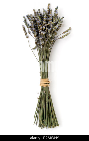 Bunch of cut Lavender  stems Stock Photo