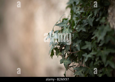 thick ivy growing on a wall of an abandoned house county down northern ireland Stock Photo