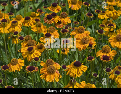Sea of Yellow Helenium Wyndley flowers (also known as Helen's Flower or Blanket Flower) Stock Photo