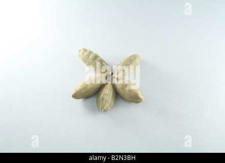 Beautifully arranged set of five cardamoms in white background Stock Photo