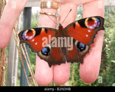 'Peacock butterfly' on hand being rescued from greenhouse. Nurturing nature. Inachis io. Stock Photo
