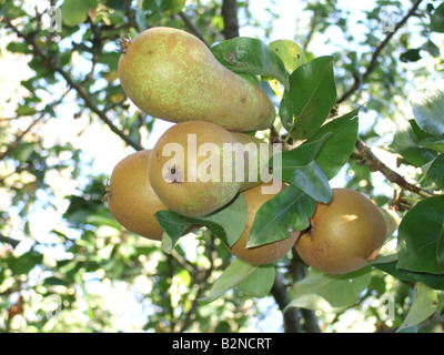 Beautiful cluster of pears hanging from tree,ready for harvest in October.Photo taken looking into the tree branches. Stock Photo