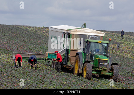 Polish workers harvesting lettuces on a farm in Butley, Suffolk, UK. Stock Photo