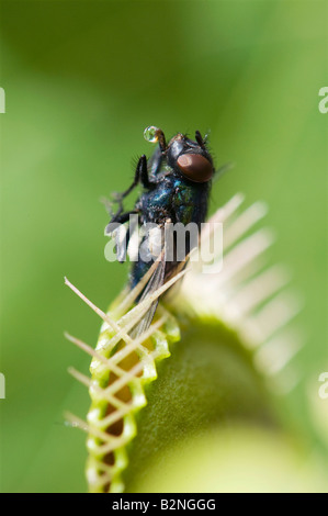 Dionaea muscipula. House fly caught in venus fly trap Stock Photo