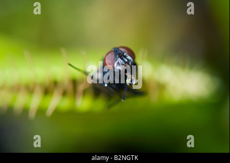 Dionaea muscipula. House fly caught in venus fly trap Stock Photo
