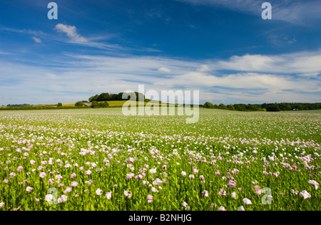 Poppyfield in the Dorset countryside England Stock Photo