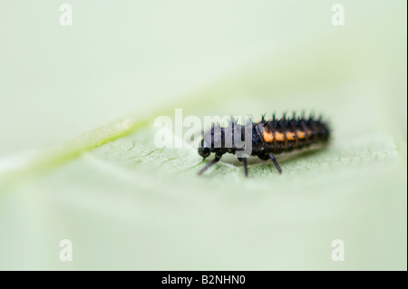 Harmonia axyridis. Harlequin ladybird larvae on a leaf Stock Photo