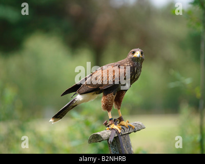 falconers kite sitting on post Stock Photo