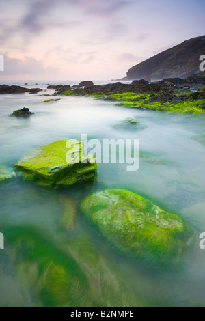 Vibrant green algae on rocks exposed at low tide at Tregardock Beach North Cornwall England Stock Photo