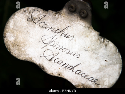 Victorian Plant Label for Acanthus Spinosus Acanthaceae Stock Photo