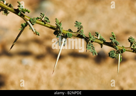Closeup of acacia tree Acacia tortilis thorns and leaves Oman Stock Photo