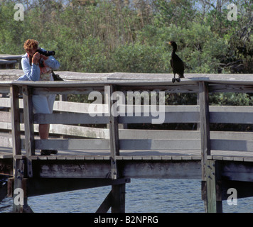 Tourist taking photos of Anhinga Anhinga Trail Everglades Nat Park Florida USA Stock Photo