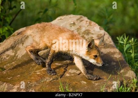 Red Fox (Vulpes Fulva) kit Stock Photo