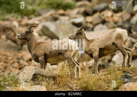 Bighorn sheep (Ovis canadensis) ewes and lambs in Gardner River valley ...