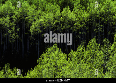 North rim Grand Canyon near Cape Royal backlit grove of Aspen trees spring Arizona State USA Stock Photo