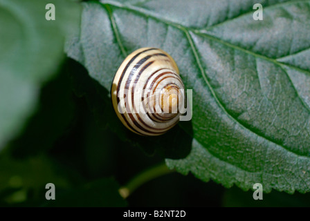 Brown Lipped Snail (Cepaea nemoralis) Stock Photo
