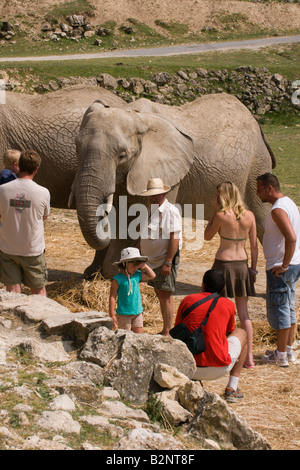 Costa Blanca Spain Aitana Safari park near Benidorm and Alicante Asian elephants Stock Photo