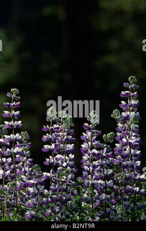 Field of summer wildflowers backlit lupine in Central Oregon near ...