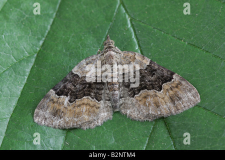 Large Twin Spot Carpet - Xanthorhoe quadrifasiata Stock Photo