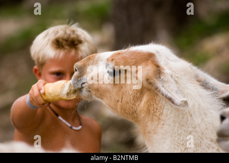 Costa Blanca Spain Aitana Safari park near Benidorm and Alicante llama fed by boy Stock Photo