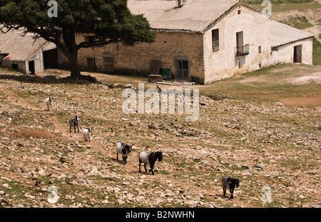 Costa Blanca Spain Aitana Safari park near Benidorm and Alicante Spanish farmhouse with goats Stock Photo