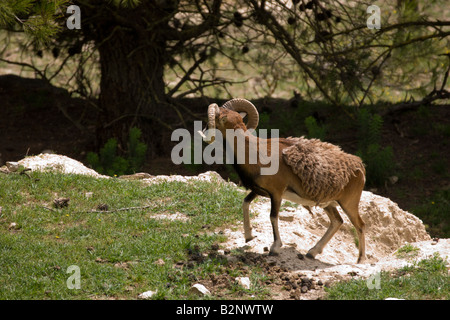 Costa Blanca Spain Aitana Safari park near Benidorm and Alicante mouflon sheep Stock Photo