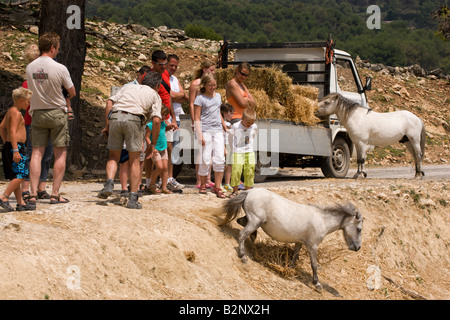 Costa Blanca Spain Aitana Safari park near Benidorm and Alicante ponies at the feeding truck Stock Photo