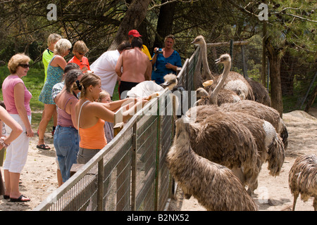Costa Blanca Spain Aitana Safari park near Benidorm and Alicante feeding ostriches and emus Stock Photo