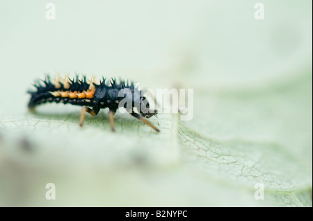 Ladybird larvae eating aphids on a bean leaf Stock Photo