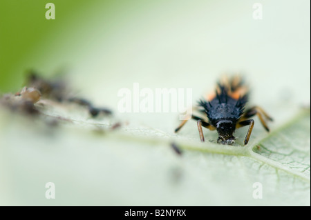 Ladybird larvae feeding on an aphid Stock Photo