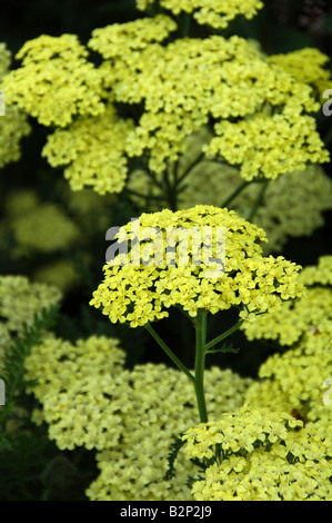 Yellow flowered perennial for herbaceous border Summer flowering over long flowering period Stock Photo