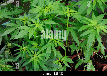 Hemp, Cannabis (Cannabis sativa), young plants in pots Stock Photo