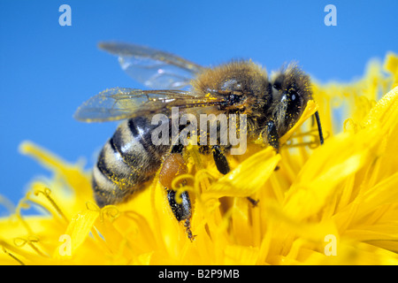Honey Bee (Apis mellifera, Apis mellifica). Close-up of honeycomb with ...