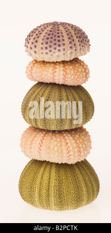 stack of sea urchin shells Stock Photo