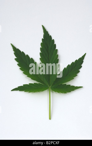 Hemp, Cannabis (Cannabis sativa), leaf, studio picture Stock Photo