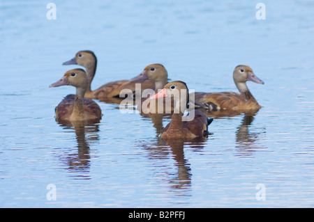 Black bellied Whistling duck Tree duck Dendrocygna autumnalis Stock Photo