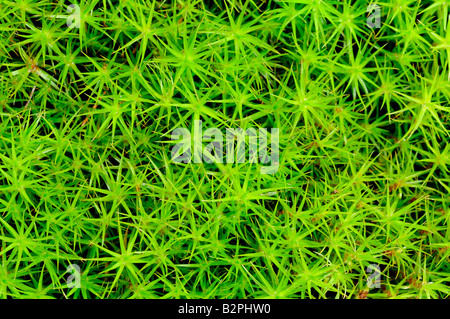 Close up of princess pine Lycopodium groundcover ground moss Stock Photo