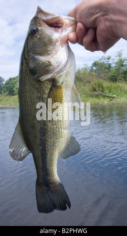 Fish Sligh Sport fishing for Largemouth Bass in the wetland of La Sauceda ...