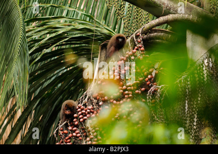 Dusky titi monkey Callicebus (or Plecturocebus) cupreus (previously C. moloch) WILD eating aguaje Yavari River Peruviuan Amazon Stock Photo