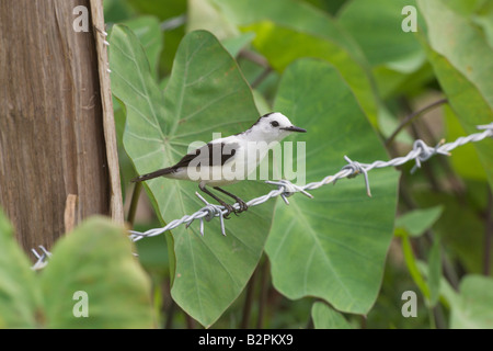 Pied Water tyrant Fluvicola pica perched on barbed wire Stock Photo