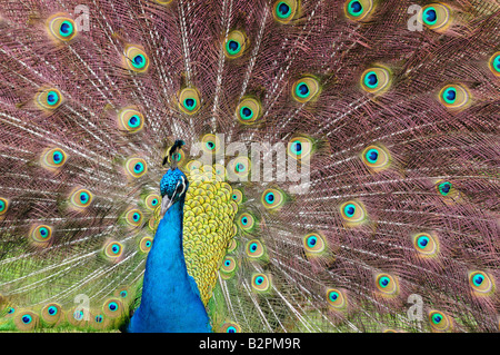 Indian Blue Peacock Pavo cristatus Stock Photo