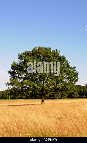 Lone oak tree in summer grass, Richmond Park Surrey England UK Stock Photo