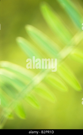 Impressionistic close up of fresh spring green backlit leaf of Common vetch or Vicia sativa with foliage behind Stock Photo