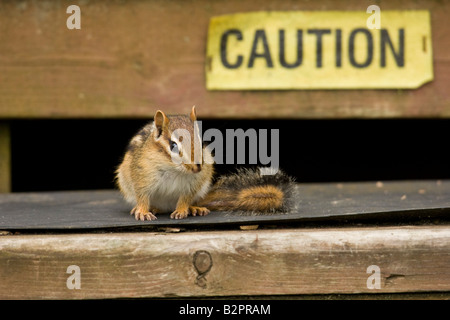 Eastern Chipmunk (Tamias striatus) on steps in front of caution sign Stock Photo