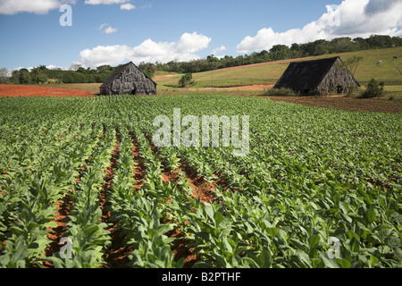 Close-up of the tobacco fields in Vinales in Cuba. Stock Photo