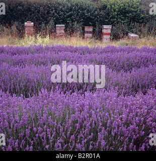 Beehives adjacent to a field of lavender. Castle Farm, Shoreham, Darent Valley, Sevenoaks, Kent, England, UK. Stock Photo