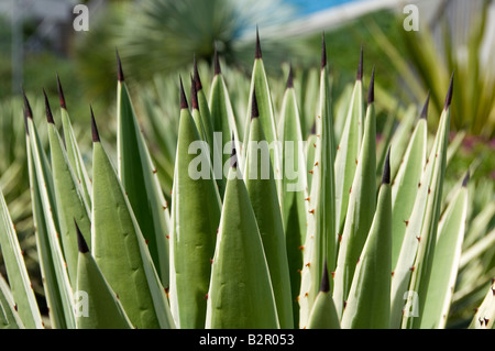Closeup of Agave Variegated leaf leaves angustifolia genus agavaceae succulent plant Stock Photo